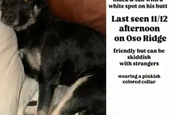 Help Find Grit: Lost Dog in Albuquerque