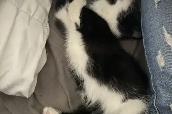 Chaton noir et blanc trouvé à Donzenac - photo