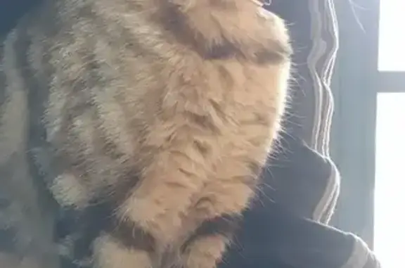 Chat tigré trouvé à Valentigney - photo