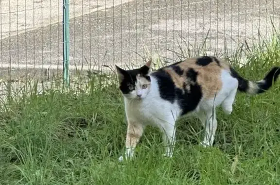 Chatte isabelle sociable trouvée à Istres - photo