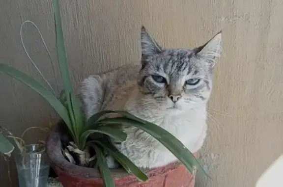 Gatita Gris Perdida en Aguasca...