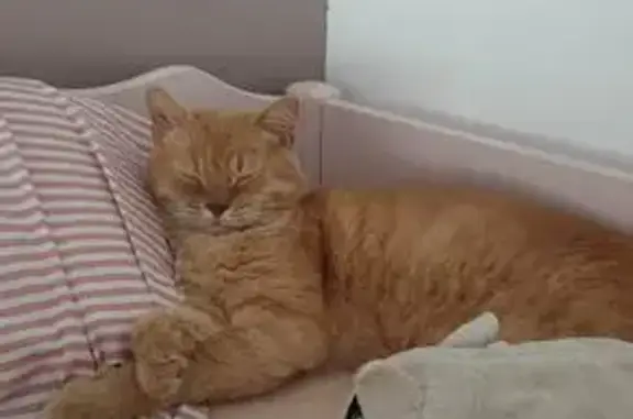 Chat perdu, Le Mans, photo: Chat roux beige perdu, Rue Compain Laurent