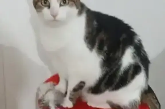 Chatte Ondine disparue à Bénouville - photo
