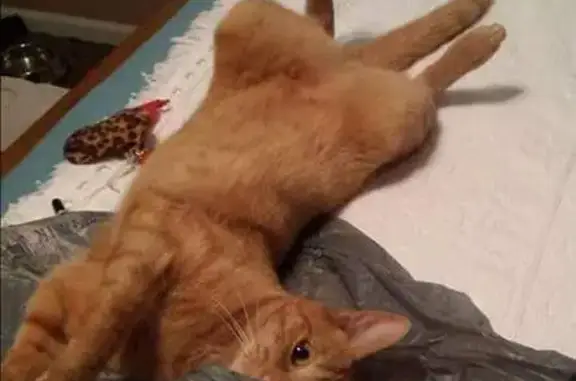 Help Find Missing Senior Orange Cat!