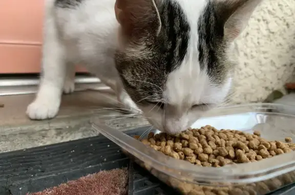 Chaton noir et blanc trouvé, sociable, Gradignan - photo
