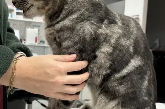 Chat trouvé Vernou-sur-Brenne, photo: Chat accidenté mâle trouvé à Vernou