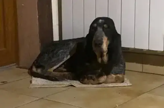 Chien trouvé sur Route de Sère, Aussos - photo