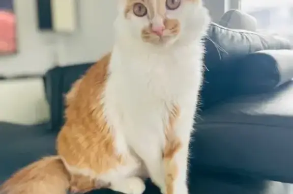 Chat perdu, Fameck, photo: Chat disparu à Fameck, collier bleu foncé