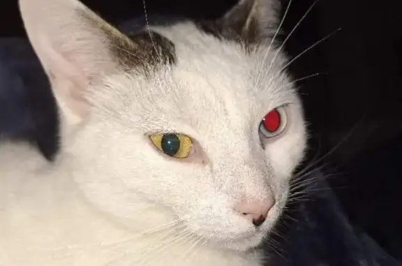 Lost: Unique White Cat, Saint Mary St.