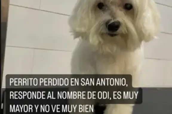 Perros perdidos, , foto: Perro Perdido en El Carpio: Ayúdanos a Encontrar a ODI