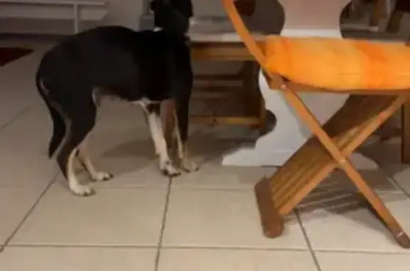 Chien trouvé Corquilleroy, photo: Chienne errante retrouvée à Corquilleroy