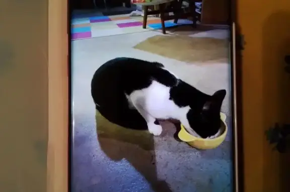 Chatte noire et blanche trouvée pucée - photo