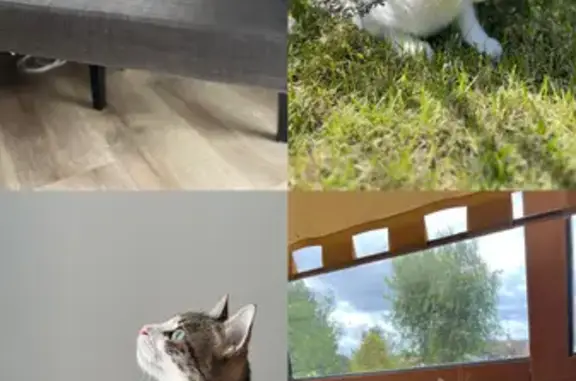 Chat perdu, , photo: Chatte tigrée-blanche perdue à La Chapelle-Iger