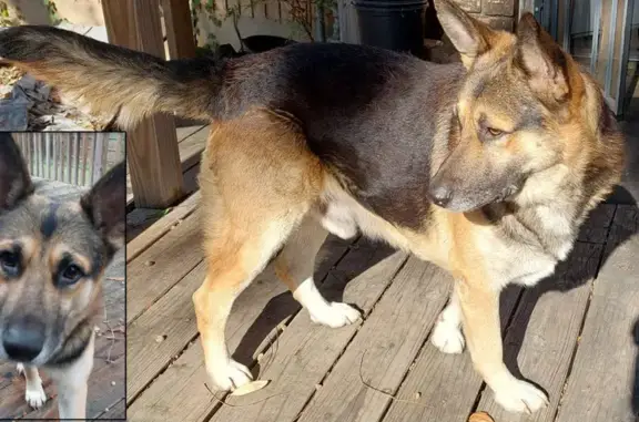 Found Young Male German Shepherd - Act Now!