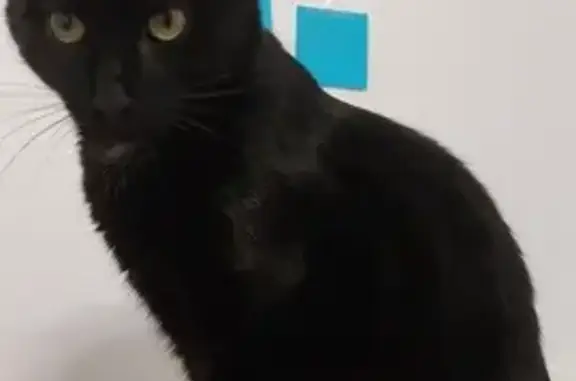 Chat perdu, , photo: Chat noir disparu à Illzach