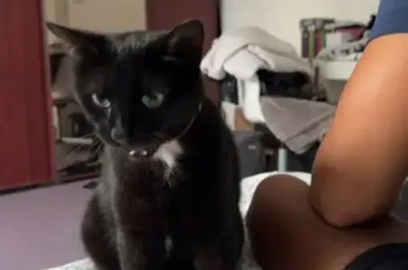 Chat perdu, Plougonvelin, photo: Chat noir et blanc perdu à Plougonvelin