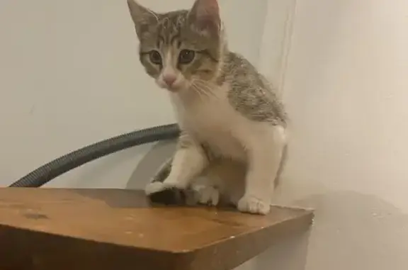 Chaton trouvé Rue Dr. Victor Despeignes - photo