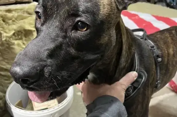 Chien trouvé avec harnais à St-Vallier - photo