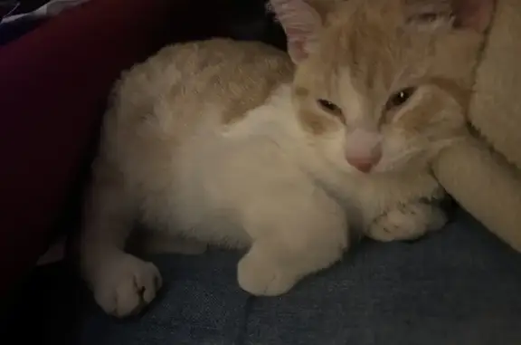 Jeune chatte rousse et blanche trouvée - photo