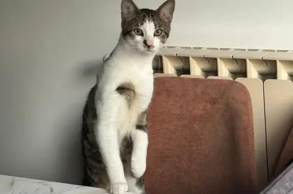 Chaton Gribouille perdu à Annecy - photo