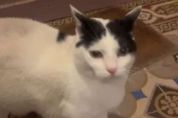Chat trouvé à Saint-Mandé, cherche foyer - photo