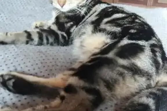 Chat perdu, La Londe-les-Maures, photo: Chatte croisée Bengal perdue à La Londe