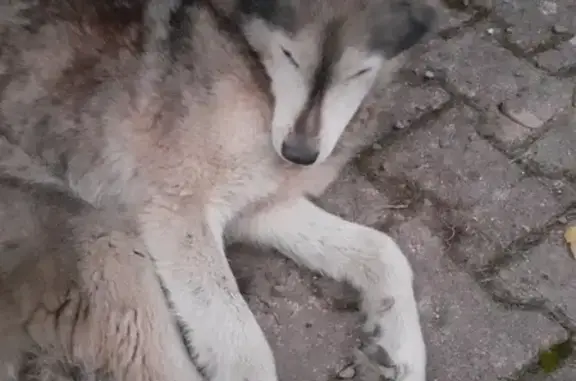 Chien trouvé à Bourdenay, calme et gentil - photo