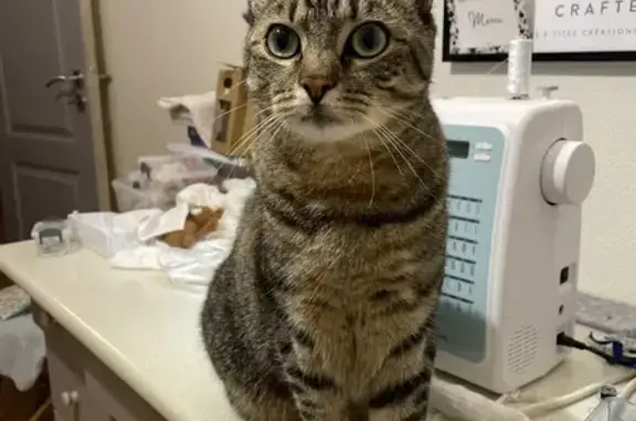 Chat perdu, Bar-sur-Aube, photo: Chat européen mâle disparu à Bar-sur-Aube
