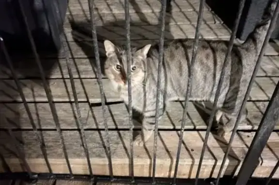 Chat errant dort dans niche à Larçay - photo