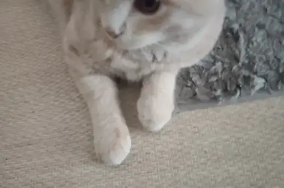 Chat crème tigré trouvé à Lambersart - photo
