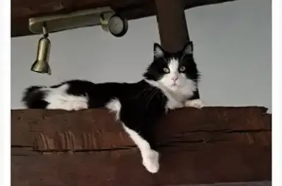 Animaux perdus , photo: Chatte perdue : Causette, noire et blanche