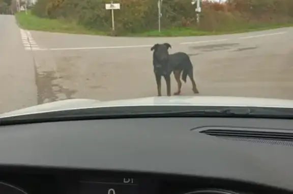 Beauceron mâle trouvé Rue Kerguillou - photo