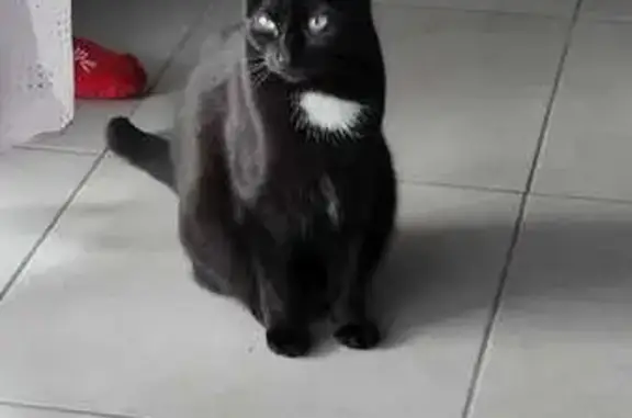 Chatte noire perdue à Vieugy, Annecy - photo
