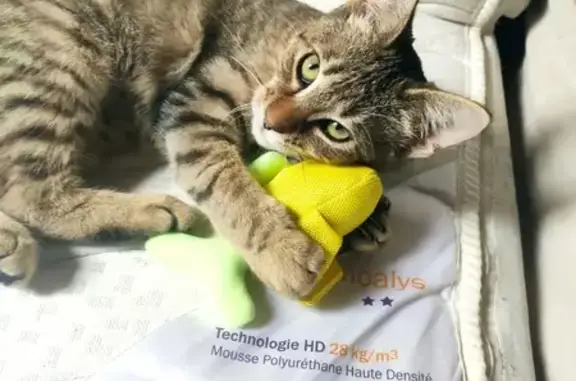 Chat perdu, Maintenon, photo: Chatte tigrée 6 mois perdue à Maintenon