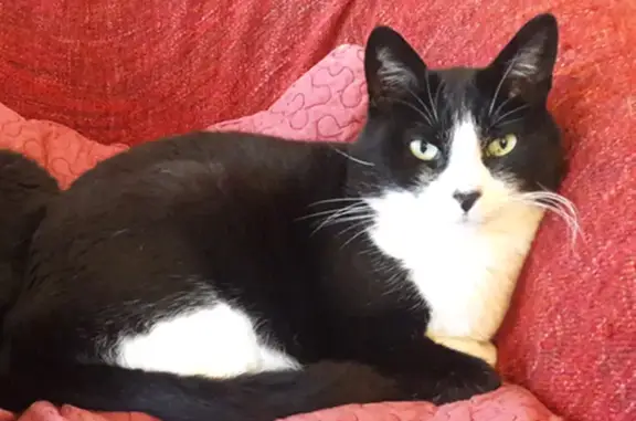 Chat perdu, Lyon, photo: Chat mâle noir et blanc perdu à Lyon