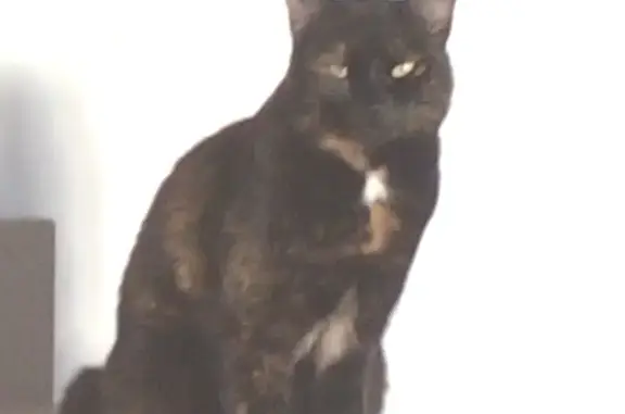 Chat perdu, Sauzet, photo: Chatte écaille disparue à Sauzet