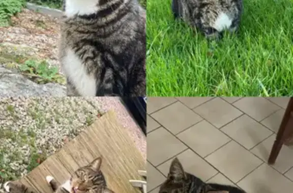 Chat perdu à Rônai, secteur D29E, 9. - photo