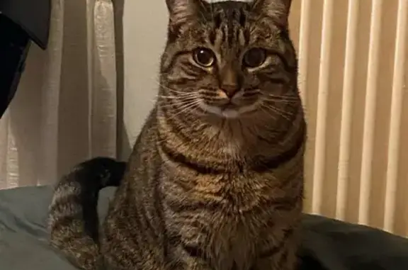 Animaux perdus Pontivy, photo: Chat tigré perdu à Pontivy