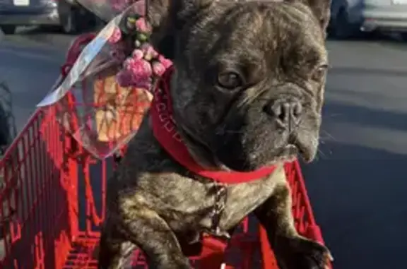 Lost Frenchie: Black Brindle in Lake Elsinore