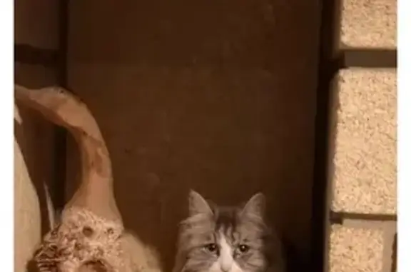 Chat perdu, Saint-Vincent-sur-Graon, photo: Chatte grise et blanche perdue à St-Vincent