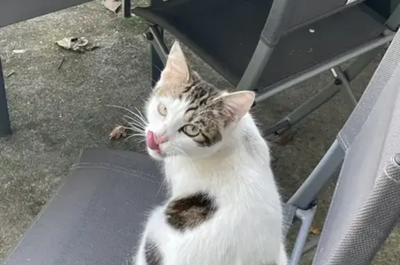 Chat trouvé à Biganos : jeune, blanc tigré - photo