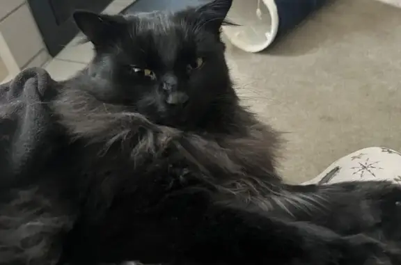 Lost Black Cat: Bourbon Needs Help!