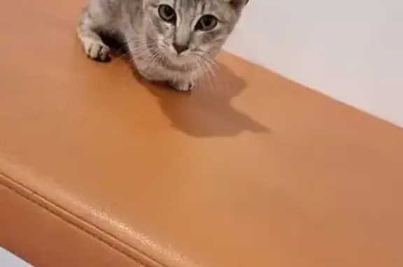 Chat trouvé Legé, photo: Chaton apeuré trouvé à Legé, en clinique