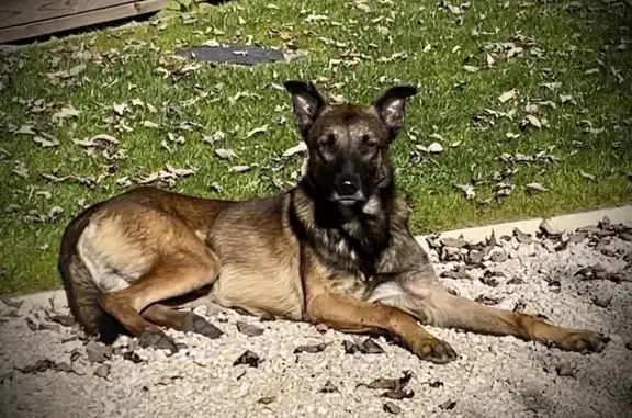 Chien perdu , photo : Chien Taiko disparu, craintif, ne pas approcher