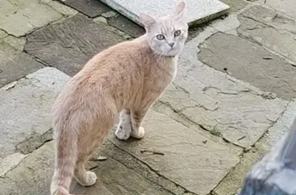 Chat tigré Simba perdu à Giromagny - photo