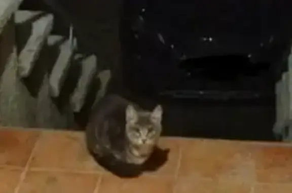 Chat gris et blanc trouvé à Montélimar - photo