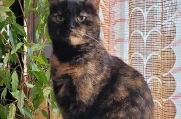 Animaux perdus Pluguffan, photo: Chatte écaille perdue à Pluguffan