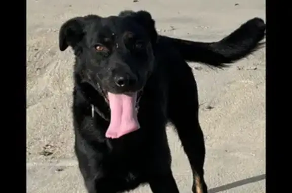 Chien perdu Tonquédec, photo : Chien perdu, noir et feu, Tonquédec