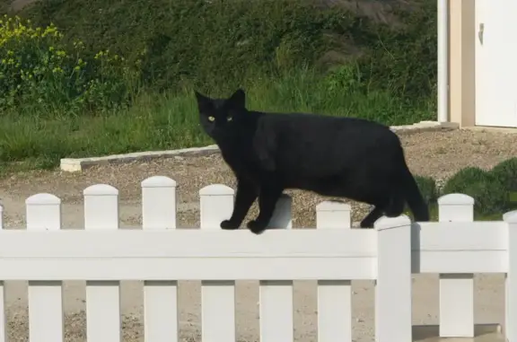 Chat perdu, , photo: Chat noir mâle disparu à Puyréaux