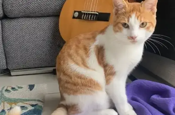 Animaux perdus Strasbourg, photo: Chat roux et blanc perdu à Strasbourg